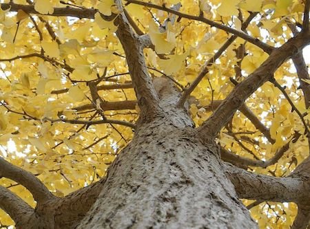 gingko tree 01