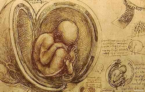 Feto de Leonardo da Vinci