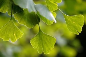 gingko-biloba-brain-memory