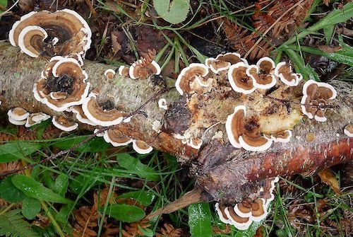 coriolus hongos nutricionales