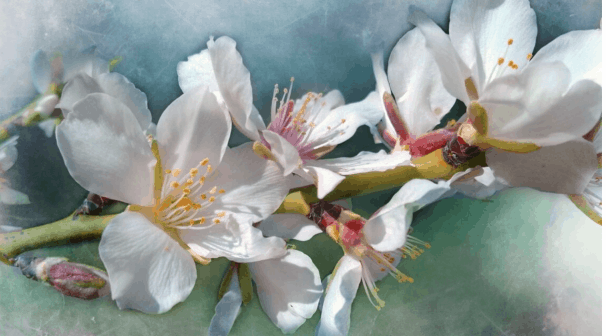 flor de almendro 01