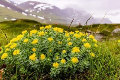 Rhodiola-rosea