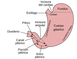 partes del estómago