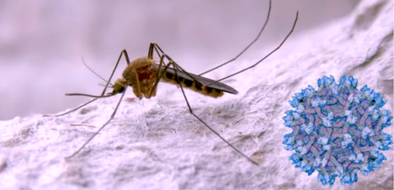 Virus del Nilo mosquito
