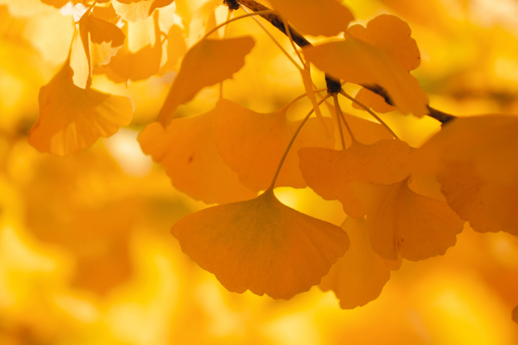 Home 10 ginkgo-biloba-NARANJA